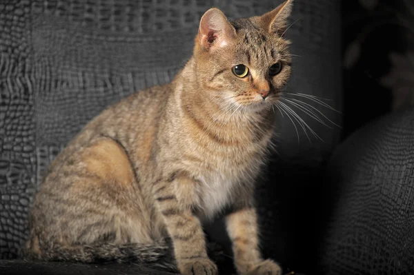 Gray tabby cat — Stock Photo, Image