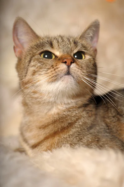 Gris gato tabby — Foto de Stock