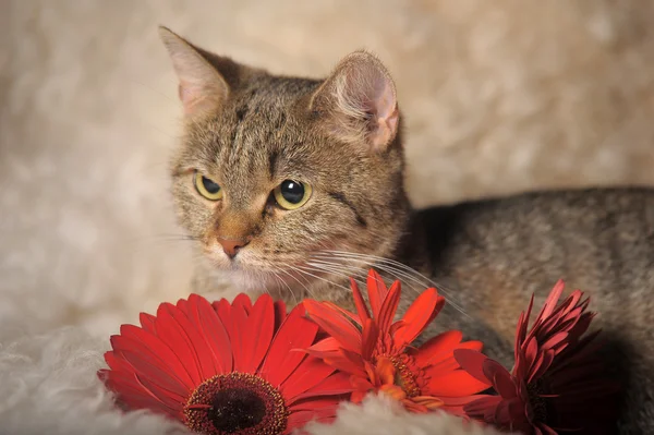 Szary kot Mora z kwiatami — Zdjęcie stockowe