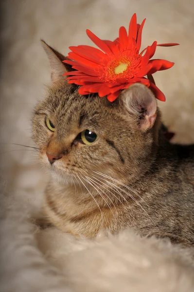 stock image Gray tabby cat with flowers