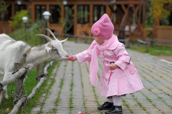 小女孩用一只山羊 — 图库照片