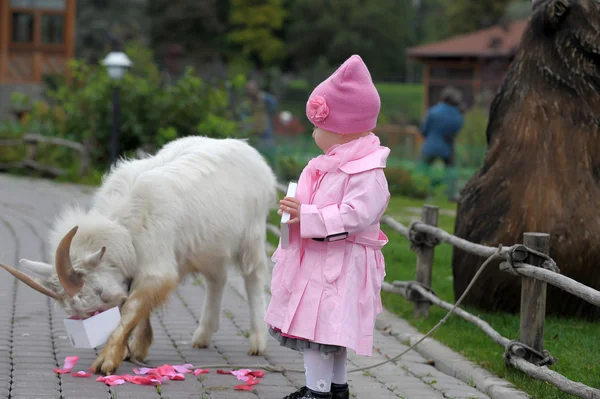 小女孩用一只山羊 — 图库照片