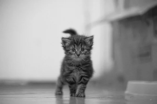 Pequeño gatito caminando —  Fotos de Stock