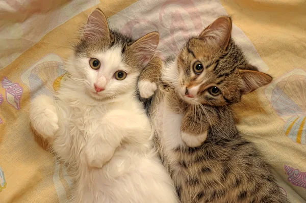 Két Vicces cica — Stock Fotó