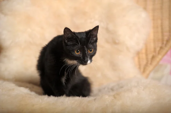 stock image Black kitten with a white muzzle