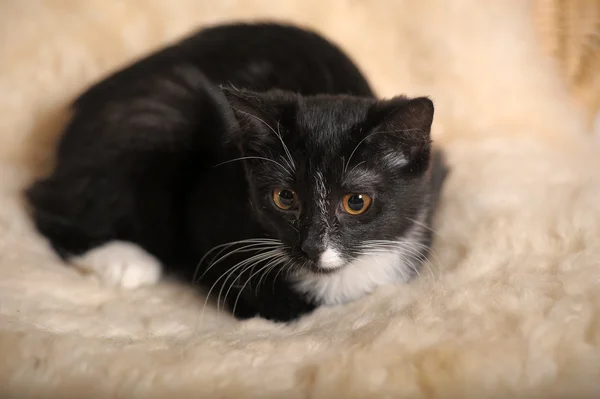 stock image Black kitten with a white muzzle