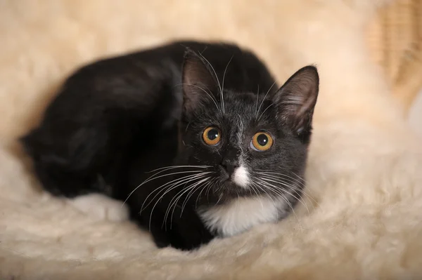Black kitten with a white muzzle — Stock Photo, Image