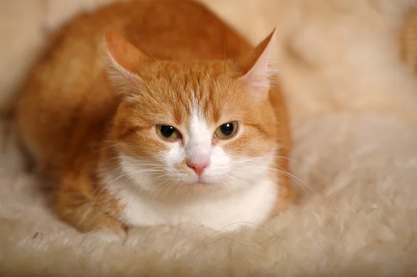 แมวขิงที่มีเต้านมสีขาว — ภาพถ่ายสต็อก