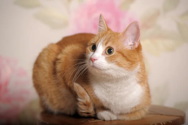 白い乳房と生姜猫 — ストック写真
