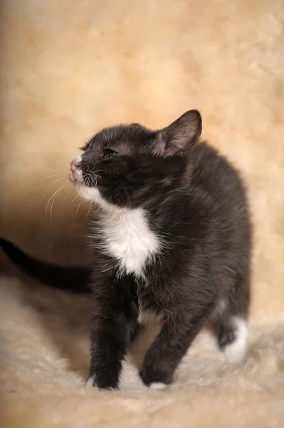 Gattino nero con muso bianco — Foto Stock