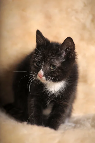 stock image Black kitten with a white muzzle