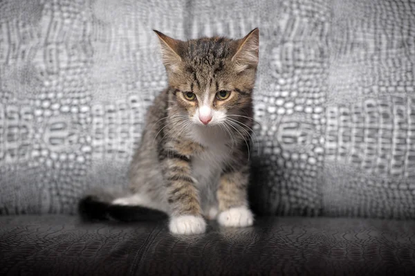 Çizgili kedicik — Stok fotoğraf