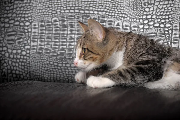 Stripet kattunge – stockfoto