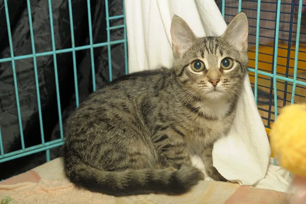 Stock image Kitten in a cage