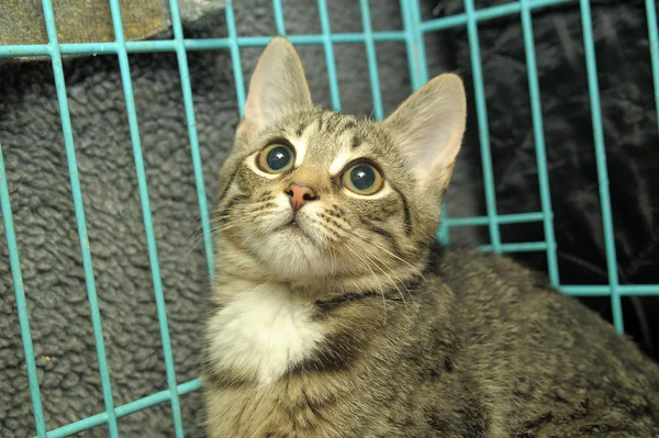 stock image Kitten in a cage