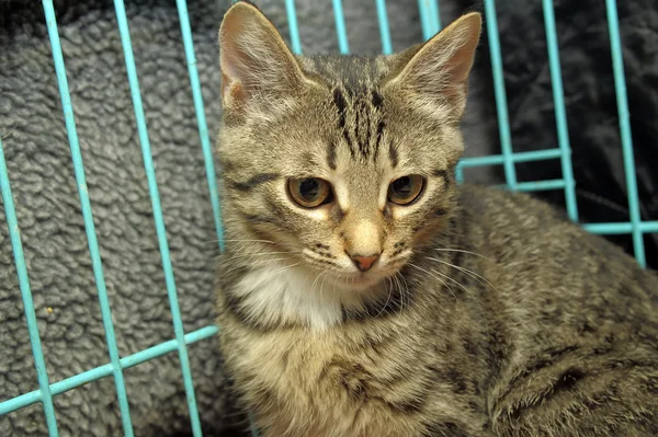 stock image Kitten in a cage