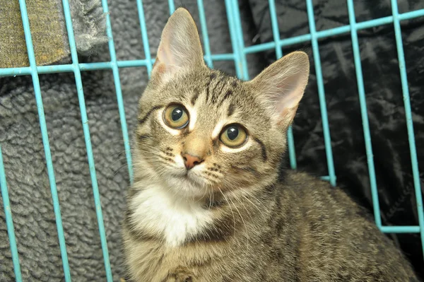 Stock image Kitten in a cage