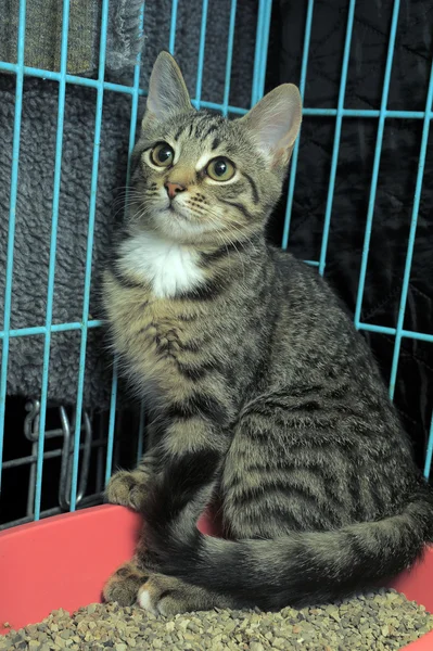 Stock image Kitten in a cage