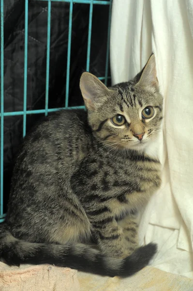 stock image Kitten in a cage