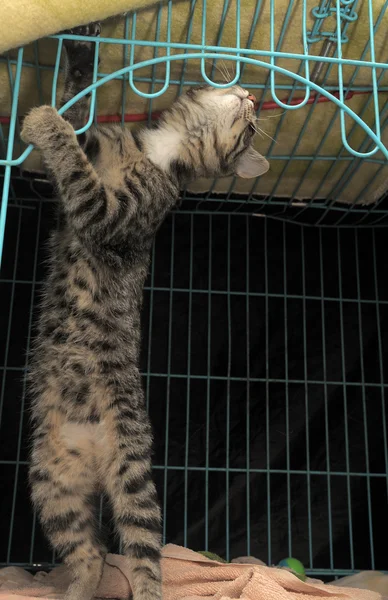 在一个笼子里的猫 — 图库照片
