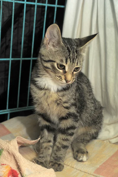 stock image Kitten in a cage