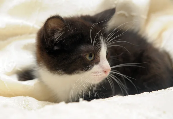Schwarzes Kätzchen mit weißer Schnauze — Stockfoto