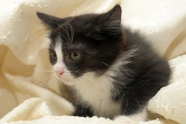 Černé kotě s bílým náhubek — Stock fotografie