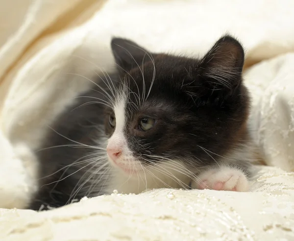 Czarny kociak z pyska biały — Zdjęcie stockowe