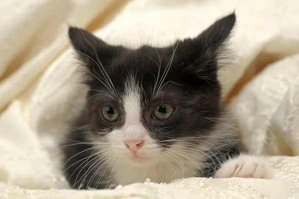 Gatito negro con bozal blanco —  Fotos de Stock