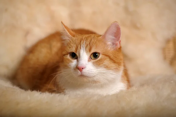 Рыжая кошка с белой грудью — стоковое фото
