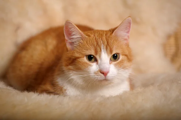 Рыжая кошка с белой грудью — стоковое фото