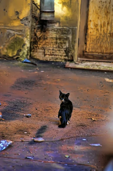 Gato na estrada — Fotografia de Stock