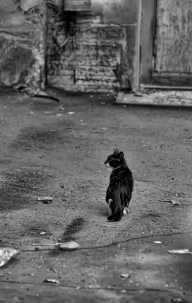 stock image Cat on the road