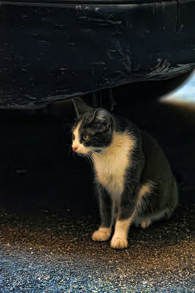 Кіт на дорозі — стокове фото