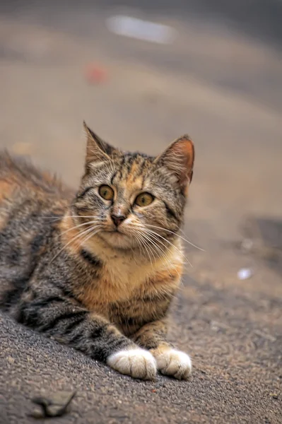 Γάτα στο δρόμο — Φωτογραφία Αρχείου
