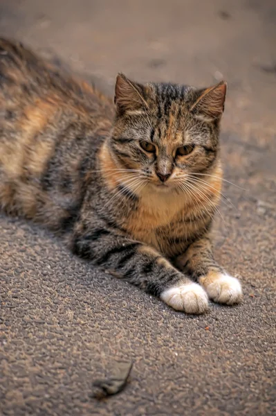 길 위에 있는 고양이 — 스톡 사진