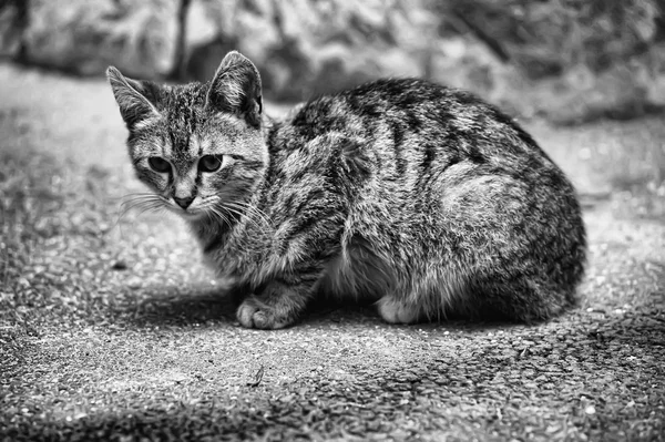 Katt på vägen — Stockfoto