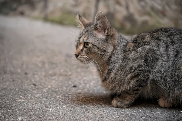 Cat on the road — Stock Photo, Image