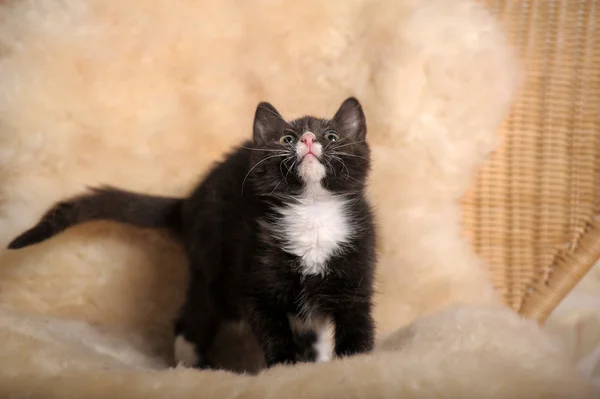 stock image Black kitten with a white muzzle