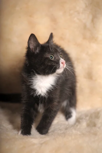 Stock image Black kitten with a white muzzle