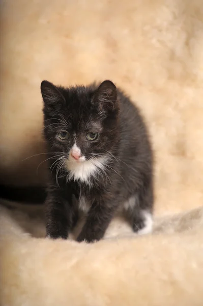 stock image Black kitten with a white muzzle