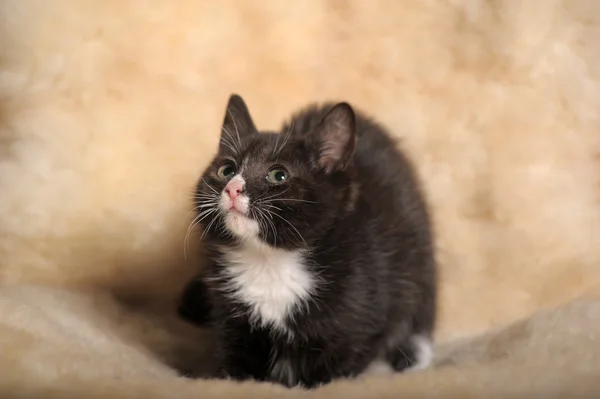 Beyaz namlu ile siyah yavru kedi — Stok fotoğraf