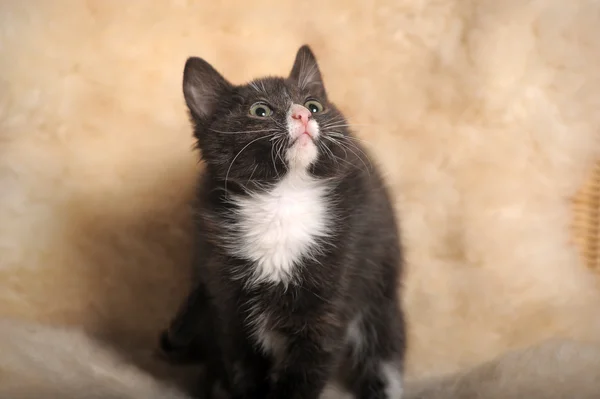 stock image Black kitten with a white muzzle