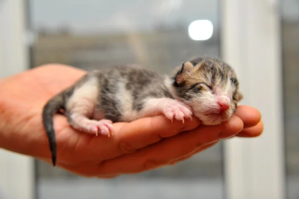 Novorozence koťátko v ruce — Stock fotografie