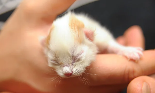 Neugeborenes Kätzchen in der Handfläche — Stockfoto