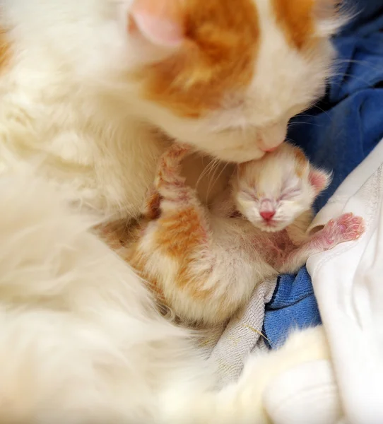 Kočka s novorozené kotě — Stock fotografie