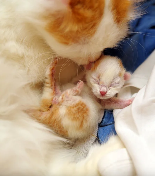 Kočka s novorozené kotě — Stock fotografie