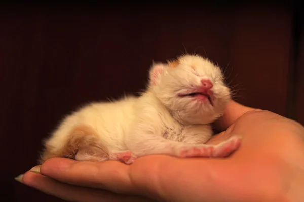 Pasgeboren katje in de palm — Stockfoto