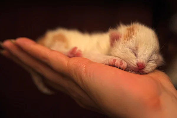 Novorozené kotě v dlani — Stock fotografie