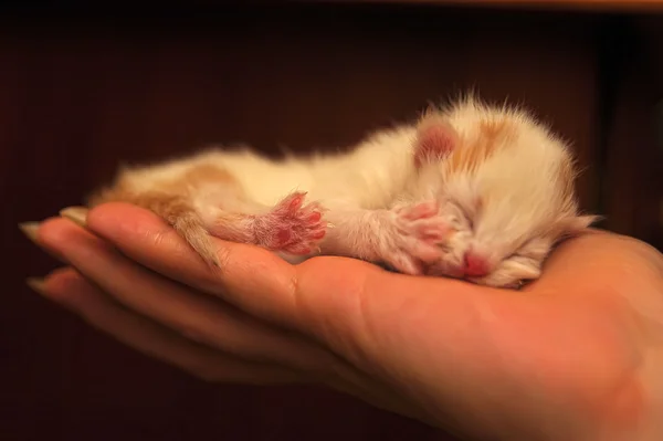 Новорожденный котенок в ладони — стоковое фото